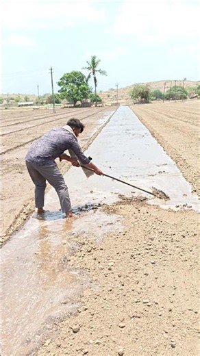 Amazing Agriculture skills 💪🫒☀️ #shorts
