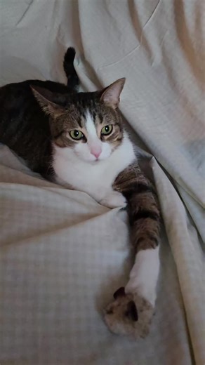 Hello, World! 🌎 I'm Olive! 🫒 #tabbycat