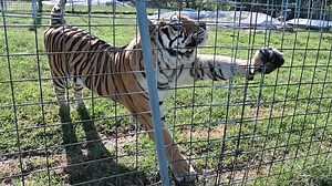 Good Morning, Friends! LISTEN CLOSELY!! Adorable Tiger Yawn, then a BIG STRETCH Animal Facts: Tigers have an extensive range of vocalizations. They grunt, growl, roar, moan, snarl, chuff, hiss, and gasp, with each sound believed to serve a distinct purpose in communication. #TCWR #TurpentineCreek #GFAS #GlobalFederationAnimalSanctuaries #RescueToRefuge #Sanctuary #BigCat #Cats #refuge #tiger #tigers #bigcats #sounds #volumeup #facts #animalfacts #interesting #interestingfacts #info #educational 