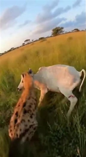 POV rescue moment: a predator attacks a calf,