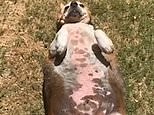 Who's a big boy? Large beagle goes on diet after reaching 85lbs