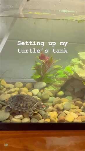 Setting up Turtwig’s Tank!