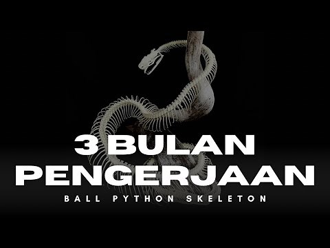 BALL PYTHON SKELETON, A PROJECT TOOK ALMOST 3 MONTHS TO WORK ON