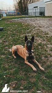 1K views · 423 reactions | Boyka is een slimme, superleergierige Mechelaar die niets liever doet dan werken 朗. Hij kent al heel wat commando’s en leert in een rotvaart nieuwe dingen bij. Mocht hij wat jonger zijn geweest, hadden we hem zó voorgesteld aan de politie. Zó gedreven is hij. Een topkerel voor iemand die hem mentaal wil uitdagen en graag met hem aan de slag gaat. | Dierenasiel Gent | Facebook