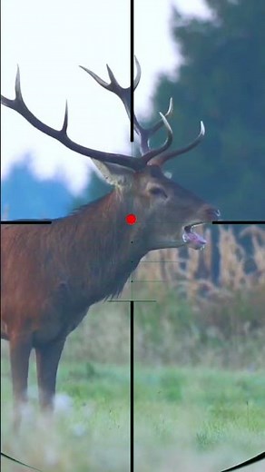 Red Deer hunting | Caccia al cervo rosso | Chasse au cerf rouge
