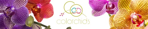 Color Orchids