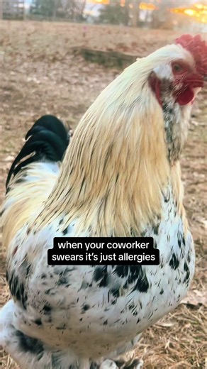 Yall aint cluckin fooling anyone 😒🤧🤪 #chickens #rooster #chickensoftiktok #funnyanimals #backyardchickens #chickenhappyhour