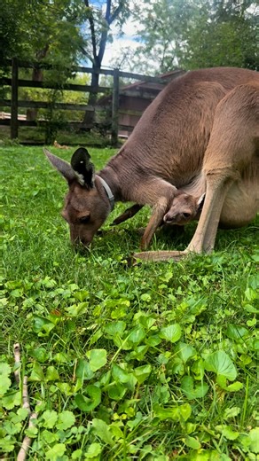 Sometimes mealtime is best spent snuggled up with mom! 🦘 One of the kangaroo joeys is grabbing a snack while staying snug in mom’s pouch! Western gray kangaroos are herbivores, munching mostly on grasses and shrubs. Here at the Zoo, they sometimes receive special treats like peanuts and dried banana chips! | Brookfield Zoo Chicago