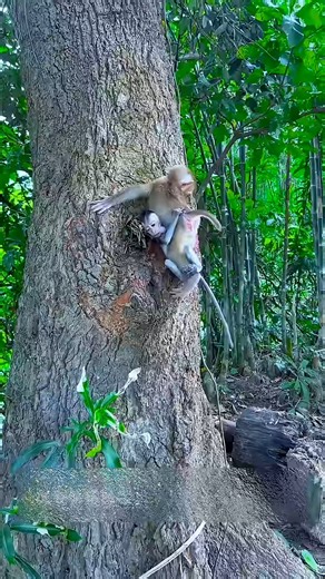 what monkey | monkey dramatic happy