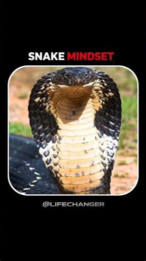 snake 🐍 mindset ☠️ #darkpsychology #successmindset #hindimotivation