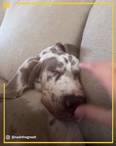 1.2M views · 51K reactions | Just look at his floppy ears  | Comedy JOE | Facebook