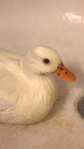 Donald Duck Crying: Who Hurt Her?