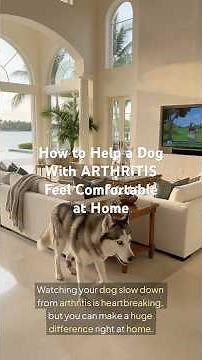 How to Help a Dog With Arthritis Feel Comfortable at Home