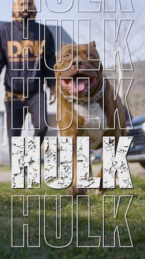 32K views · 726 reactions | Hulk is still a legend! 朗 #reels #hulk #dogs #pitbull #dogdynasty | Dog Dynasty | Facebook