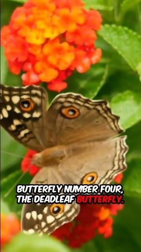 The Amazing Life of a Butterfly! 🦋 From Caterpillar to Wings | Butterfly Facts & Metamorphosis