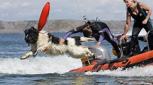 RIP WHIZZ: The extraordinary rescue dog saved nine people and a dog during his 10-year career. He is now being posthumously honored for his heroism: http://7ny.tv/1UAZpDf | ABC7NY