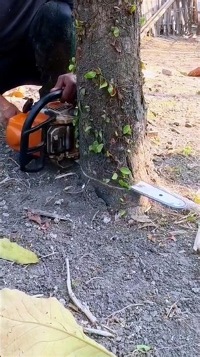 tree felling techniques for profit#wood#woodworking#tecnique#shortvideo