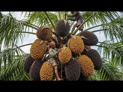 From Palmyra Trees to Jaggery Traditional Indian Farming | Agricultural Secrets