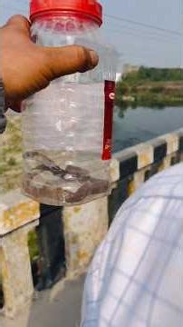 REAL VOICE BIG PYTHON 🐍 RESCUE#python #reptiles #snake #ajgar 😨