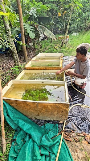 Planted Fridge Box Maintenance 2 #shortsvideo #fishshorts #fishpond #plantedtank