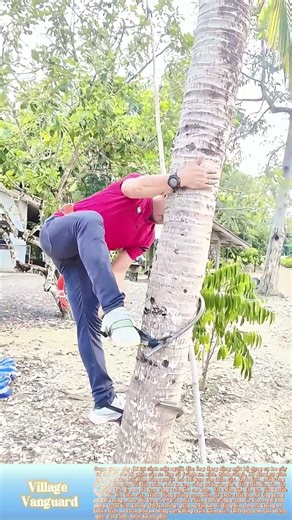 Hai vòng sắt ôm chặt thân cây, bàn chân đặt lên,: Sáng chế leo cây từ phế liệu xe đạp