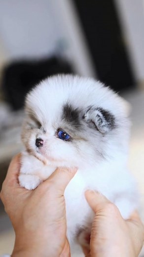 #1 Pomeranian Page on IG 🐻 on Instagram: "Beautiful Teddy Bear Face Pomeranian Baby with Short Nose and Fluffy Body 😍 @miniteacuppuppy 🐶 Rate this cuteness out of 10 ❤️ Follow @miniteacuppuppy for more! @miniteacuppuppy @miniteacuppuppy"