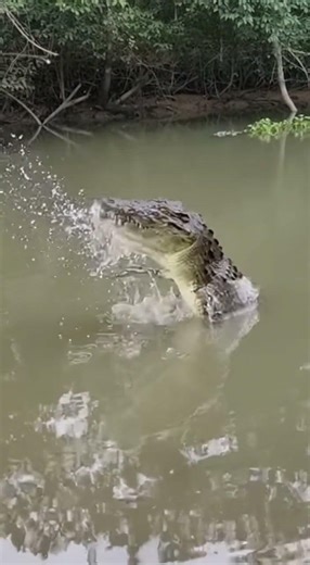 Crocodile Explosion: Wildlife Drama 🐊💥 #CrocodileAttack #WildlifeDrama #ElectricSplash
