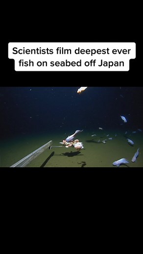 A young snailfish has become the deepest fish ever filmed by scientists in the northern Pacific Ocean, cruising at a depth of over 27,000 feet. #japan #fish #ocean #pacificocean #deepsea #scientists #news