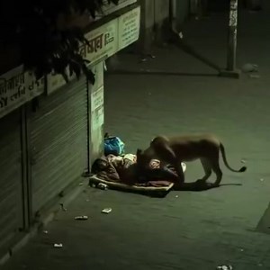 94K views · 281 reactions |  A man in India reportedly survived a lion attack while sleeping on the street. The lion sniffed him and then walked away. | Report Focus International | Facebook