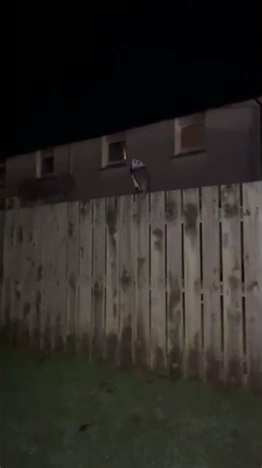 my dad is scared of owls😂#owl #funny #memes #viral