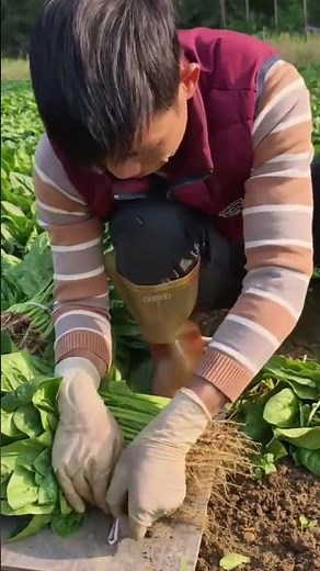 harvesting fresh green organic spinach manually from the garden