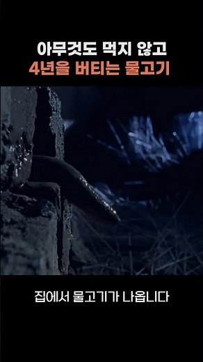 아무것도 먹지 않고 4년을 버티는 물고기 #폐어 #lungfish #shorts