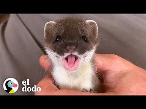 Te presentamos a una criatura adorable: una armiño | Pequeño y Valiente | El Dodo