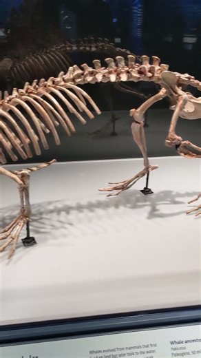 cast of Pakicetus, an ancestor of whales #museum #science #paleontology