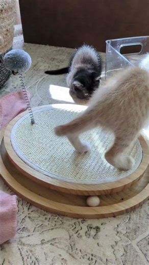 Watch Mango play! 😁Mango has so much fun playing with the ball tower! #kitten #fosterkittens