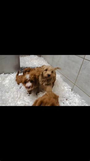 Adorable Cockapoo Puppies for Sale – Playful, Loving & Ready for Homes | Douglas Hall Kennels