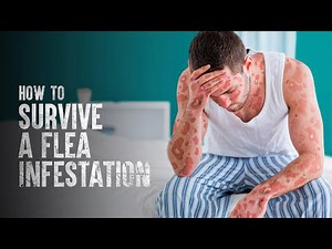 How to Survive a Flea Infestation