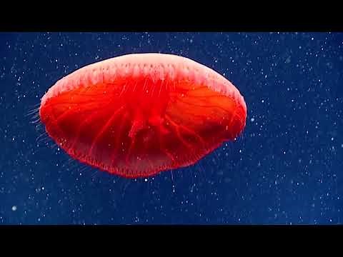 Red Jellyfish