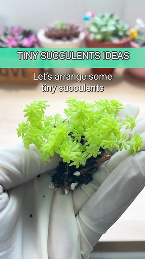 12K views · 405 reactions | A miniature version of succulent arrangement 殺 #succulentsbox #succulents #cactus #plantlover #succulentArrangements #tinysucculents | Succulents Box | Facebook