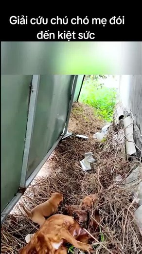 Giải cứu chú chó mẹ đói đến kiệt sức #dog #dogsofttiktok #funnydog #vuivemoingay❤️ #xuhuongtiktok