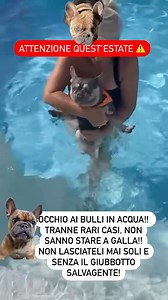 436K views · 3.5K reactions | ATTENZIONE ai vs bulli in acqua quest’estate!! Per conformazione fisica (brachicefali e corpo tozzo) NON stanno a galla!! Se si portano in acqua stare sempre con loro e giubbotto di salvataggio obbligatorio!!⚠️⛔️‼️. #dogrescue #doglover #bulldoglovers #frenchbulldog #perte | Sonia Clemente | Facebook