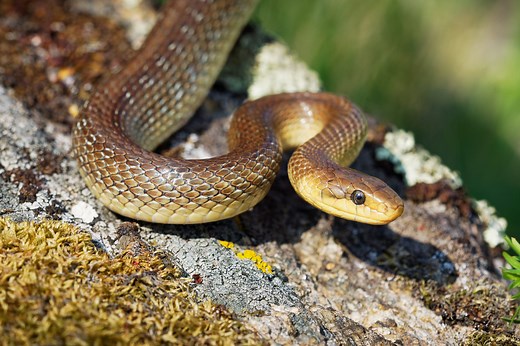 A surprise hiding in UK Gardens: Discovering Britain's new 6.5ft snake species