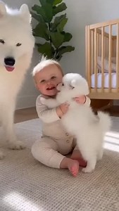 The moment this gentle Samoyed decided the baby was his best friend is pure gold. Wait for that hysterical laugh at the end! 🥺❤️ ​This video captures the purest bond between a growing baby and a fluffy Samoyed dog. It’s amazing to see how gentle these "wolf dogs" can be with children. If you needed a serotonin boost today, this is it. ​About the Samoyed Breed: Known as the "smiling sled dog," Samoyeds are famous for their gentle nature, making them excellent family pets in the US, UK, and Canad
