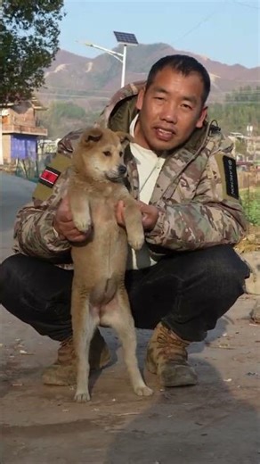在衡阳看到一条漂亮的黄狗白面，陪护与看家最好的狗狗！这是老祖宗留下来的优秀品种，看家与陪伴，它值得你的拥有…#中华田园犬 #养狗的乐趣 #萌宠#狗是人类最忠诚的朋友 #黄狗白面金不换