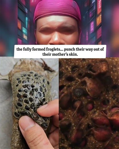 This Birth Video Will Haunt You (But You Can't Look Away) shorts #viral #nature #animals