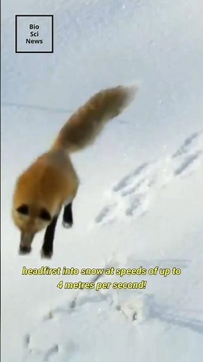 How Foxes Master the Art of Snow Diving: The Secret Behind Their Deadly Hunts!