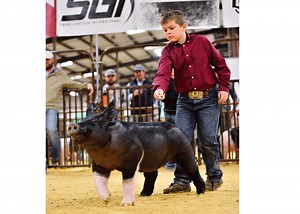 How to Train Your Showpig