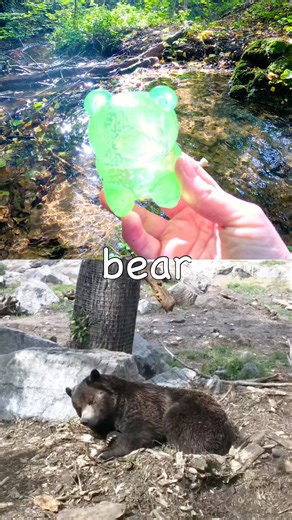 Animal Names for Kids to Learn: Meerkat Dog Alpaca Horse Bear #HolidaysWithYouTube