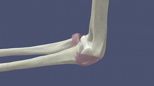 Elbow Joint: Bones   Ligaments - 3D model by aebeiriger