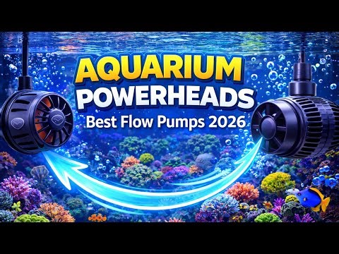 Aquarium Power heads and Flow - 2026 Whats the best options for flow in your reef tank?